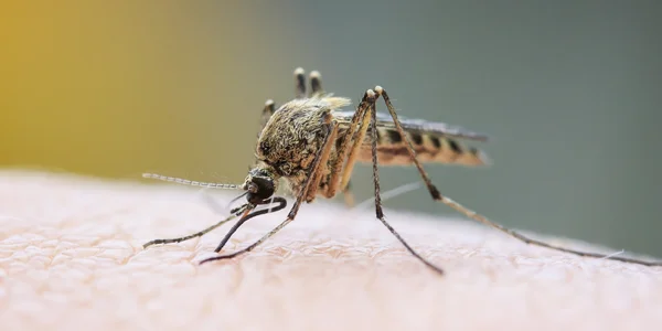 Mosquito landing on someone's arm