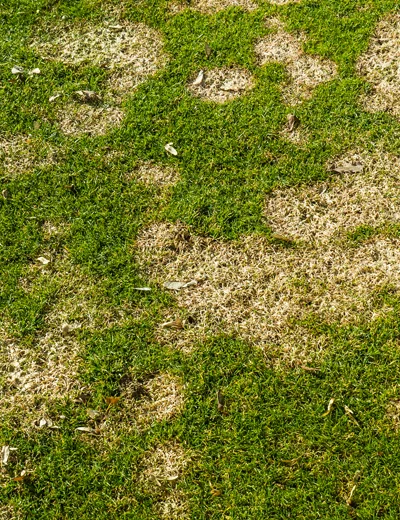 lawn with lawn disease