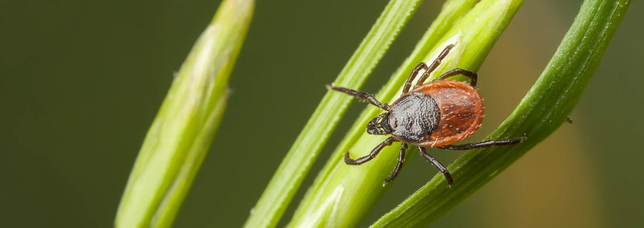 tick on grass